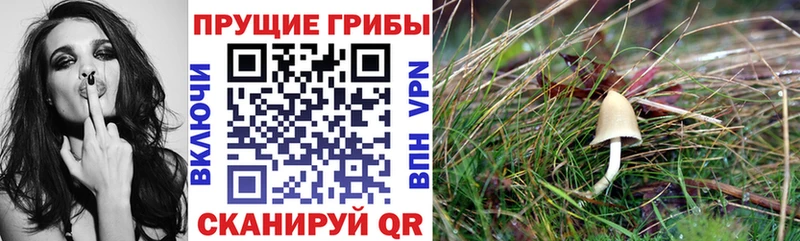Галлюциногенные грибы Magic Shrooms  продажа наркотиков  Серафимович 