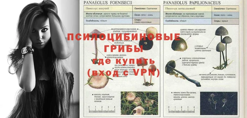 купить   Серафимович  Псилоцибиновые грибы Psilocybe 